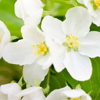 Jasmine - Жасмін