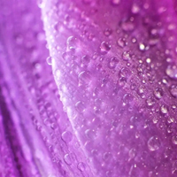 Patchouli Lavender Vanilla - Пачолі Лаванда Ваніль