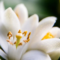 Neroli - Неролі Парфум
