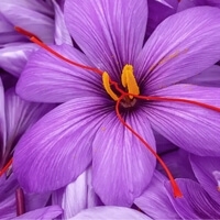 Caprice - Каприз