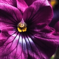 Miel de Violettes - Фіалковий Мед