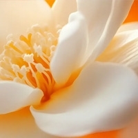 Orange Blossom - Квітка Апельсина