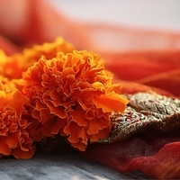 White Wood - Білий Ліс