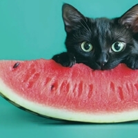 Black Cat - Черный Кот